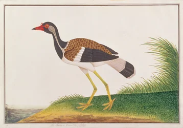 Rotschopfkiebitz, aus Zeichnungen von Vögeln aus Malakka, ca. 1805-18